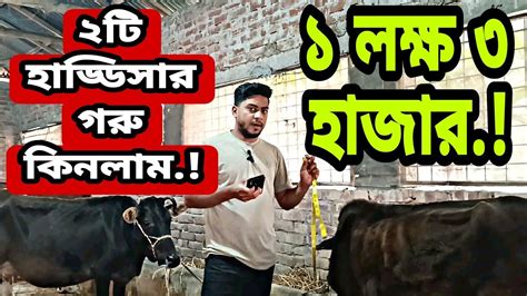 গরুর বাজারে আগুন🔥 কত টাকা লাইভ ওয়েটে গরু কিনলাম Youtube