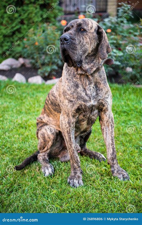 Big Dog Sitting on the Green Grass Stock Photo - Image of brazilian ...