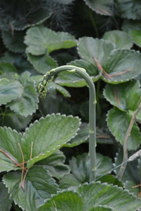 Plants That Will Grow Near Black Walnut Trees In Zone Joybilee