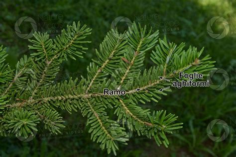 Abies Koreana Abete Della Corea Foglia Pagina Superiore Foglia