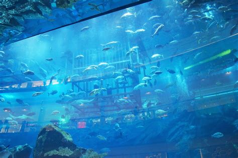 Dubai Aquarium Guide | Propsearch Dubai