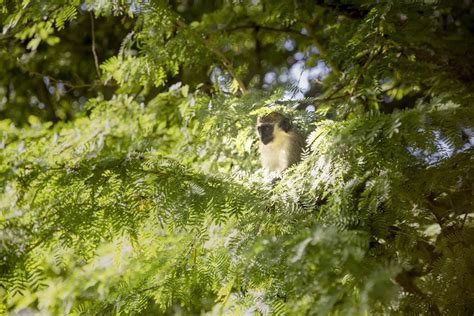 Discover The Wildlife In Barbados