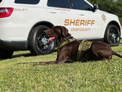 Crisp County Sheriffs Office Has A New K9 Cordele Dispatch Cordele