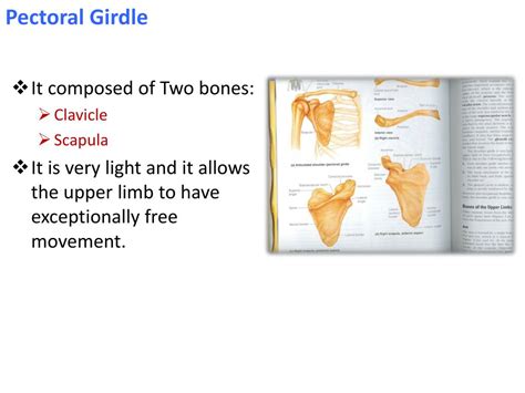 Ppt Bones Of The Upper Limb Powerpoint Presentation Free Download