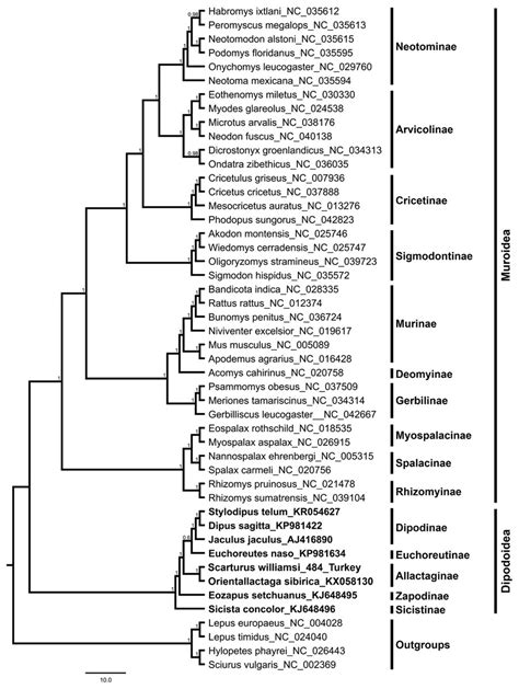 Whole Mitochondrial Genome Sequence And Phylogenetic Relationships Of