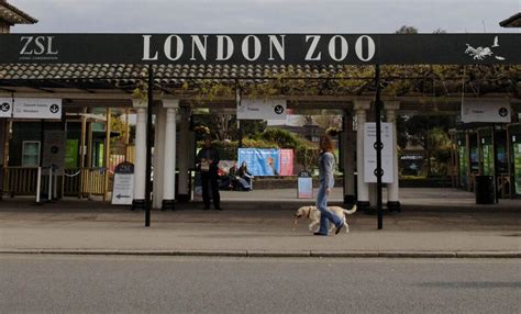 London Zoo: Escaped Gorilla Back in Enclosure; No One Hurt - Bloomberg