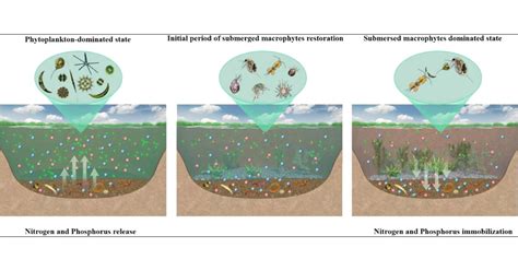 Effects Of Lake Geo Engineering On Plankton In A Typical Shallow Urban