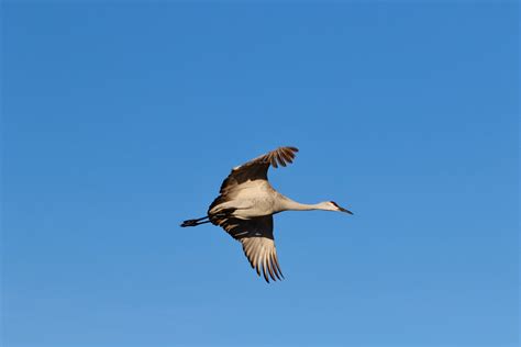 Sandhill Crane - Visit Cleveland TN