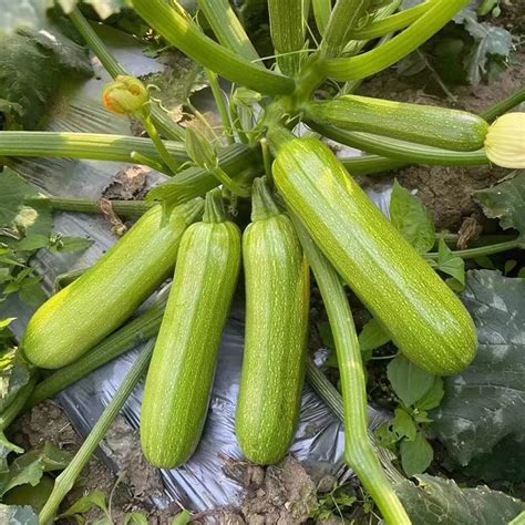 5 Seed Green Long Squash Zucchini F1 Benih Squash Zucchini Panjang