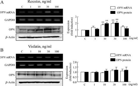 The Effects Of Resisitin And Visfatin On OPN Expression In VSMCs