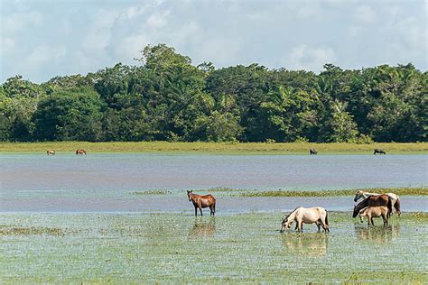 Pacotes de Viagem para Belém Ilha de Marajó e Alter do Chão