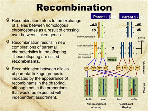 PPT Linked Genes Sex Linkage And Pedigrees PowerPoint Presentation