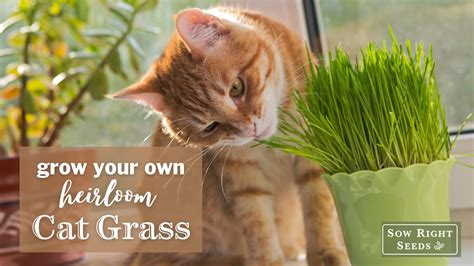 Sow Right Seeds Cat Grass Youtube