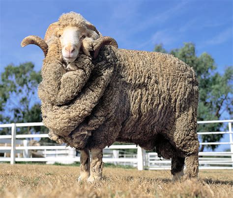 The fascinating story behind Merino Wool - McDonald Textiles