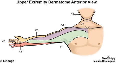 Arm Dermatomes And Reflexes - Dermatomes Chart and Map