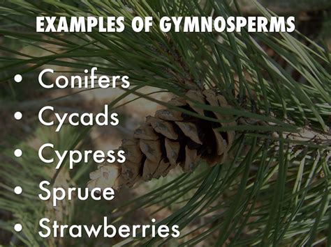 Gymnosperms plants examples