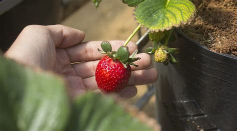 Tempat Wisata Petik Strawberry Di Bedugul 2023 IndonesiaNetworks