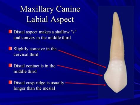 maxillary  mandibular canines