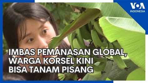 Imbas Pemanasan Global Warga Korsel Kini Bisa Tanam Pisang Youtube