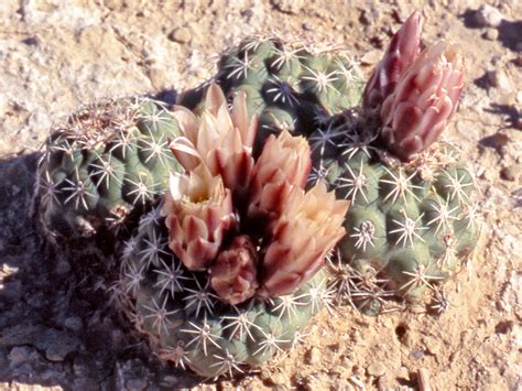 stems pictures  sclerocactus mesae verdae southwest usa