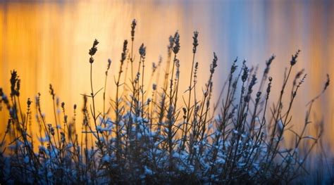 Reasons Your Lavender Plant Is Dying And How To Fix It