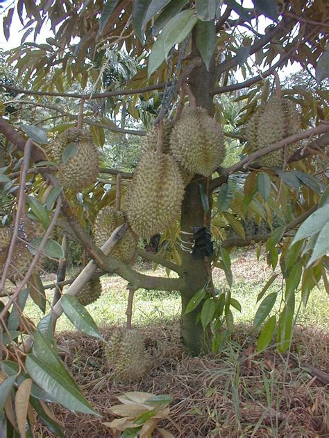 Hama Dan Penyakit Tanaman Durian Pusat Ilmu Pertanian Terintegrasi