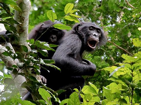 Lomako Yokokala Nature Reserve Saso Gorilla Safaris Uganda