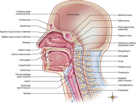 Upper Respiratory Tract Diagram