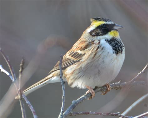 Birds Of The World On Twitter Yellow Throated Bunting Asianbirds