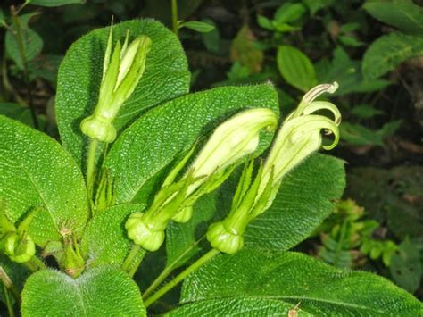 Centropogon Nigricans INaturalist