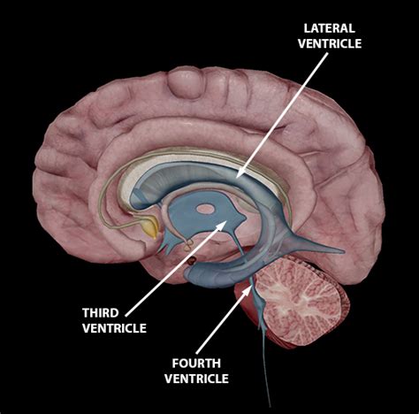 Brain Diagram Thalamus