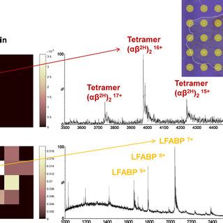 Native Lesa Mass Spectrometry Of Thin Tissue Sections Of A Mouse