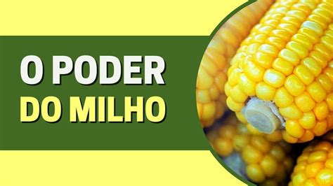 Descubra Os Super Benef Cios Do Milho Para A Sa De Tudo O Que Voc