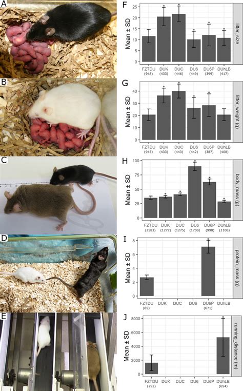 Phenotypic Characteristics Of The Five Trait Selected Dummerstorf Mouse