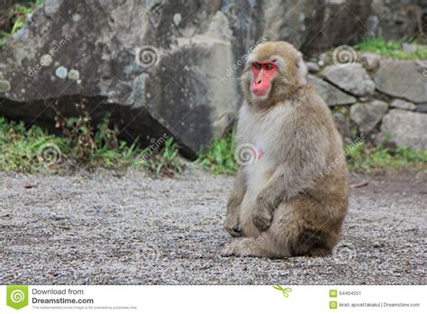 Japanese Snow Monkey at Snow Monkey Park , Jigokudani , Nagano, Japan. Stock Image - Image of ...