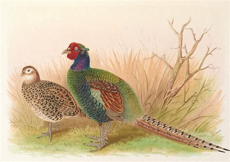 Green Japanese Pheasant By Henry Jones Artvee