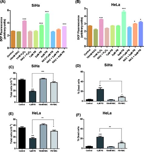 Plumbagin Induces Ros Mediated Apoptosis And Cell Cycle Arrest And