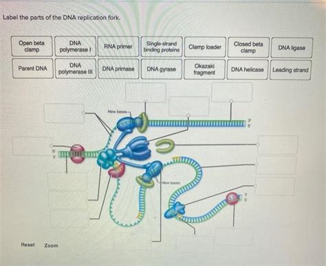 Label The Parts Of The Dna Replication Fork