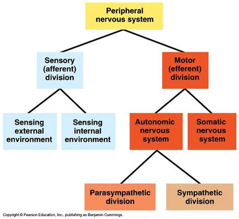 The Nervous System Flashcards Quizlet