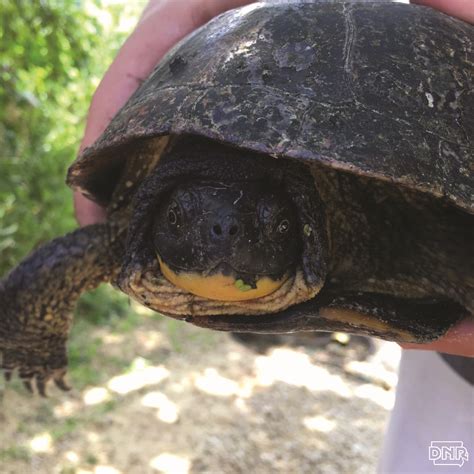 6 things you might not know about iowa s turtles – Artofit