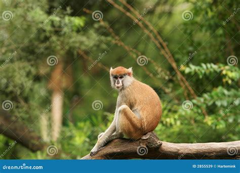 Long Tail Monkey On Branch Royalty Free Stock Images - Image: 2855539