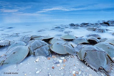 Dnrec Report Growing Horseshoe Crab Population Supports Migratory