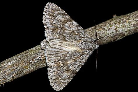 Acronicta Aceris Ahorn Rindeneule Nachtfalter Eulenfalter