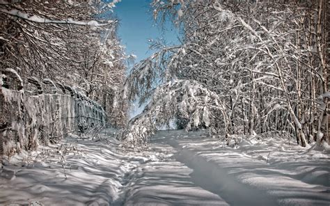 Wallpaper Trees Landscape Forest Nature Snow Winter Branch Ice