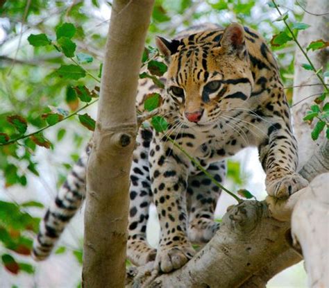 Ocelote Mam Feros De La Rb Calakmul Campeche Inaturalist