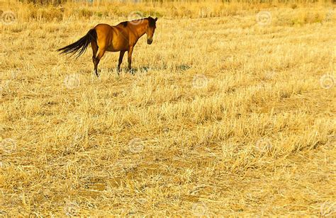 Horse In A Field Stock Image Image Of Horse Colors 30650939