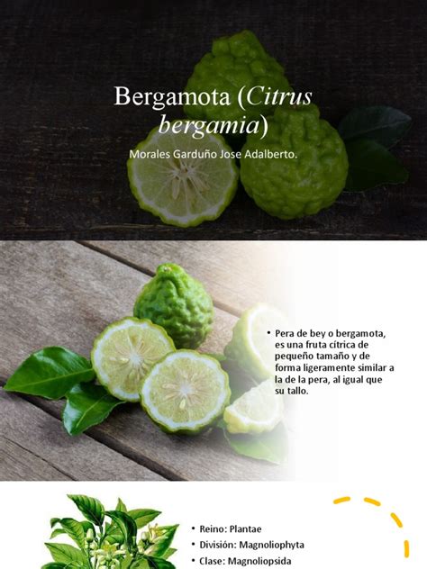 Bergamota Citrus Bergamia Pdf Vitamina Agrios