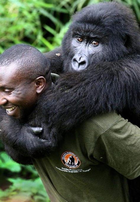 adorable gorilla  held   man gorillas hugging gorilla hug