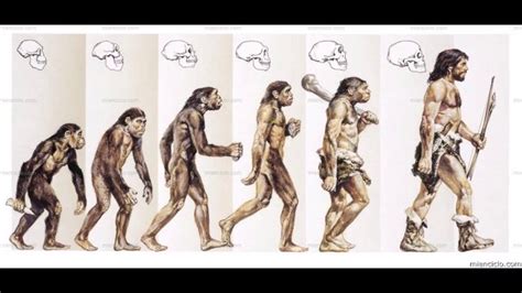 El proceso de evolución humana YouTube