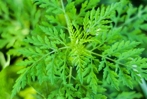 Plantes Anti Moustiques La Liste Des 20 Plus Efficaces